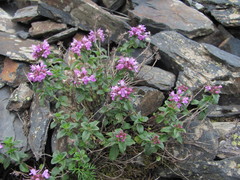 Thymus nummularius