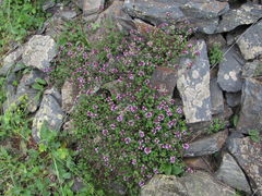 Thymus nummularius