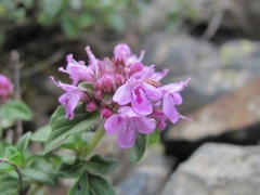 Thymus nummularius