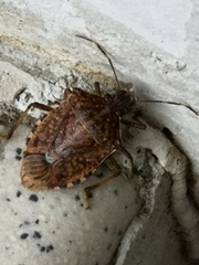 Halyomorpha halys