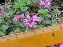 Thymus nummularius