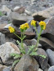 Senecio leucanthemifolius caucasicus