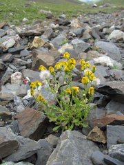 Senecio leucanthemifolius caucasicus