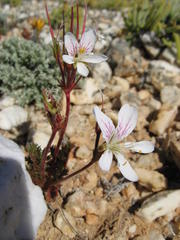 Pelargonium quarciticola