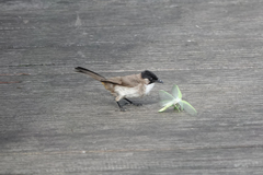 Pycnonotus xanthorrhous