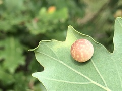 Cynips quercus