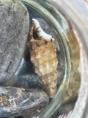 Clibanarius erythropus