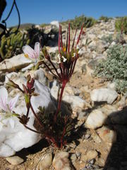 Pelargonium quarciticola