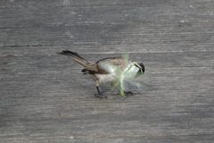 Pycnonotus xanthorrhous