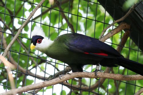 White-crested Turaco