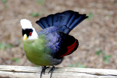 White-Crested Turaco photo 1