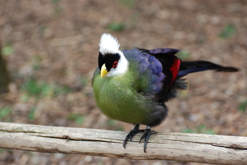White-crested Turaco