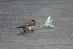 Pycnonotus xanthorrhous