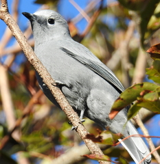 Grey Cuckooshrike photo 3