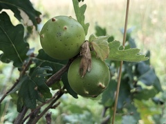 Andricus infectorius