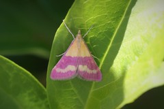Pyrausta virginalis