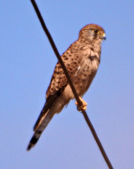 Falco tinnunculus
