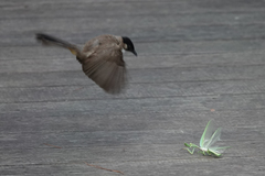 Pycnonotus xanthorrhous