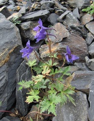 Delphinium caucasicum