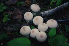 Lycoperdon perlatum
