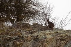 Osphranter robustus robustus