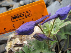 Delphinium caucasicum