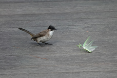 Pycnonotus xanthorrhous