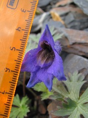 Delphinium caucasicum