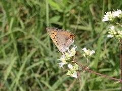 Lycaena phlaeas