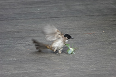 Pycnonotus xanthorrhous