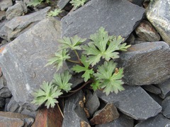 Delphinium caucasicum