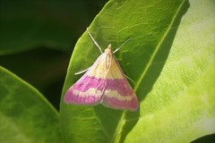 Pyrausta virginalis