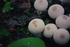Lycoperdon perlatum