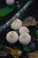 Lycoperdon perlatum