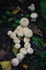 Lycoperdon perlatum