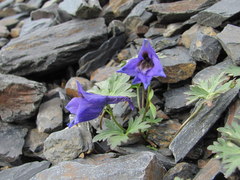 Delphinium caucasicum