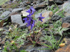 Delphinium caucasicum