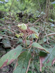 Hydrangea strigosa