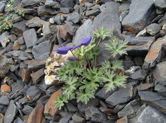 Delphinium caucasicum