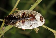 Gyna caffrorum