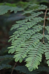 Albizia kalkora
