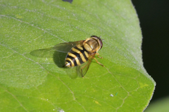Syrphus ribesii