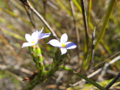 Gnidia penicillata