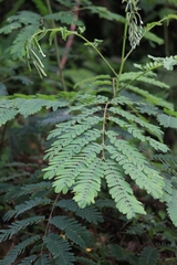 Albizia kalkora