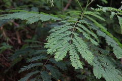 Albizia kalkora
