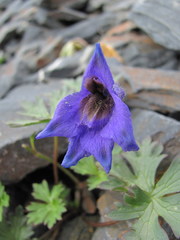 Delphinium caucasicum