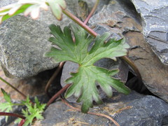 Delphinium caucasicum