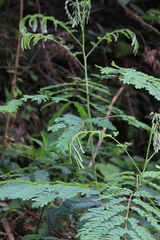 Albizia kalkora
