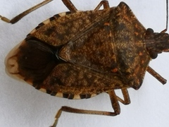 Halyomorpha halys