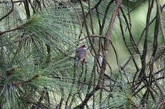 Aegithalos concinnus